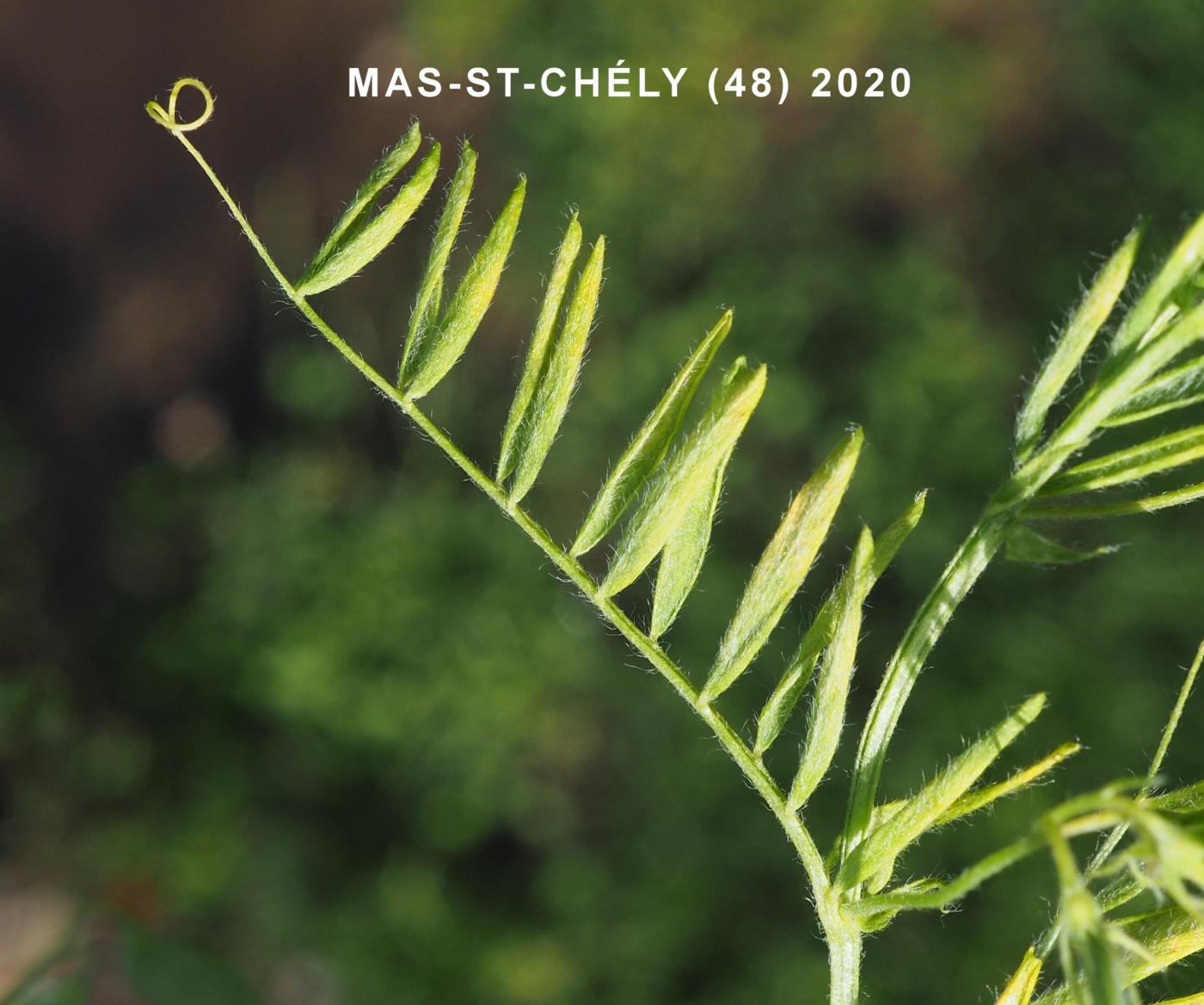 Lentil leaf